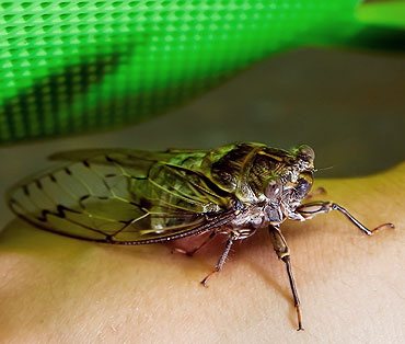 FUMIGACION DE CUCARACHAS EN LA CDMX